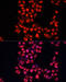 ADAM Metallopeptidase Domain 10 antibody, 24-024, ProSci, Immunofluorescence image 
