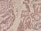 Synapsin I antibody, A03794T56, Boster Biological Technology, Immunohistochemistry paraffin image 