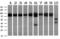 Aconitase 2 antibody, M03096, Boster Biological Technology, Western Blot image 