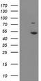 Eukaryotic Translation Initiation Factor 2B Subunit Gamma antibody, CF503681, Origene, Western Blot image 