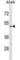 Cyclin Dependent Kinase Like 4 antibody, abx029663, Abbexa, Western Blot image 