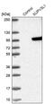 Suv3 Like RNA Helicase antibody, PA5-58380, Invitrogen Antibodies, Western Blot image 