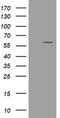 Estrogen Related Receptor Gamma antibody, LS-C174066, Lifespan Biosciences, Western Blot image 