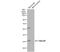 Retinaldehyde-binding protein 1 antibody, NBP1-31770, Novus Biologicals, Western Blot image 