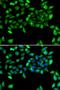 Eukaryotic Translation Initiation Factor 3 Subunit H antibody, LS-C346190, Lifespan Biosciences, Immunofluorescence image 