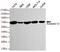 Annexin A6 antibody, MBS475006, MyBioSource, Western Blot image 