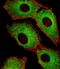Cyclin Dependent Kinase 5 antibody, A00511-3, Boster Biological Technology, Immunofluorescence image 