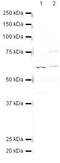 Protein Phosphatase 5 Catalytic Subunit antibody, PA5-19629, Invitrogen Antibodies, Western Blot image 