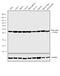 Beta-Actin antibody, MA5-15739-BTIN, Invitrogen Antibodies, Western Blot image 