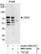 Chromobox 2 antibody, NBP1-40342, Novus Biologicals, Immunoprecipitation image 