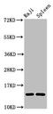 GABA Type A Receptor Associated Protein Like 2 antibody, CSB-PA03484A0Rb, Cusabio, Western Blot image 