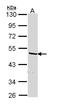 Heterogeneous Nuclear Ribonucleoprotein F antibody, LS-C186360, Lifespan Biosciences, Western Blot image 