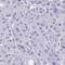 Advillin antibody, HPA058864, Atlas Antibodies, Immunohistochemistry frozen image 