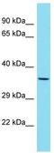 Out At First Homolog antibody, TA343333, Origene, Western Blot image 