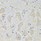 EPH Receptor A2 antibody, 22-763, ProSci, Immunohistochemistry frozen image 