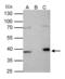 Fibrillarin antibody, GTX101807, GeneTex, Immunoprecipitation image 