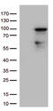 Zinc Finger Protein 226 antibody, LS-C796445, Lifespan Biosciences, Western Blot image 