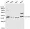 MYD88 Innate Immune Signal Transduction Adaptor antibody, LS-C192304, Lifespan Biosciences, Western Blot image 