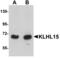Kelch Like Family Member 15 antibody, MBS150054, MyBioSource, Western Blot image 