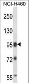 Splicing Factor Proline And Glutamine Rich antibody, LS-C169012, Lifespan Biosciences, Western Blot image 