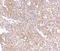 Ubiquitin Interaction Motif Containing 1 antibody, NBP1-76828, Novus Biologicals, Immunohistochemistry paraffin image 