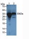 Holocytochrome C Synthase antibody, LS-C373116, Lifespan Biosciences, Western Blot image 
