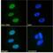Gastrulation Brain Homeobox 2 antibody, NB100-55393, Novus Biologicals, Immunocytochemistry image 