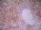 CD8 antibody, NB200-578, Novus Biologicals, Immunohistochemistry paraffin image 