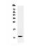 Trefoil Factor 3 antibody, A01738-3, Boster Biological Technology, Western Blot image 