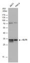 Kruppel Like Factor 9 antibody, GTX129315, GeneTex, Western Blot image 