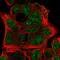 Ephrin-B3 antibody, HPA001623, Atlas Antibodies, Immunofluorescence image 