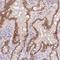 HNF1 Homeobox A antibody, NBP2-38243, Novus Biologicals, Immunohistochemistry frozen image 
