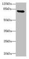 RAD17 Checkpoint Clamp Loader Component antibody, LS-C370215, Lifespan Biosciences, Western Blot image 