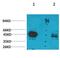 Growth Hormone Secretagogue Receptor antibody, A02127, Boster Biological Technology, Western Blot image 