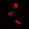 Mitogen-Activated Protein Kinase Kinase 3 antibody, LS-C368409, Lifespan Biosciences, Immunofluorescence image 