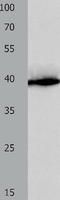 Complement Factor H Related 1 antibody, TA323058, Origene, Western Blot image 