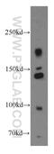 Insulin Receptor antibody, 20433-1-AP, Proteintech Group, Western Blot image 