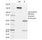 Trefoil Factor 1 antibody, 33-206, ProSci, Immunohistochemistry frozen image 