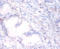 Paraoxonase 1 antibody, A53284-100, Epigentek, Immunohistochemistry paraffin image 