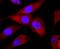 BH3 Interacting Domain Death Agonist antibody, NBP2-67190, Novus Biologicals, Immunocytochemistry image 
