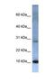 ATP Synthase Membrane Subunit C Locus 2 antibody, NBP1-69248, Novus Biologicals, Western Blot image 