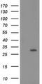 15-hydroxyprostaglandin dehydrogenase [NAD+] antibody, MA5-25457, Invitrogen Antibodies, Western Blot image 