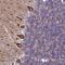 Sphingomyelin Phosphodiesterase 4 antibody, PA5-61204, Invitrogen Antibodies, Immunohistochemistry frozen image 