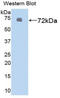 Heat Shock Protein Family A (Hsp70) Member 1 Like antibody, LS-C298977, Lifespan Biosciences, Western Blot image 