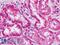 Ephrin A4 antibody, LS-B9245, Lifespan Biosciences, Immunohistochemistry frozen image 