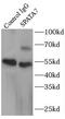 Spermatogenesis Associated 7 antibody, FNab08165, FineTest, Immunoprecipitation image 
