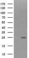 Fibronectin Type III Domain Containing 4 antibody, TA505459BM, Origene, Western Blot image 