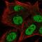 Ras Related GTP Binding D antibody, HPA068664, Atlas Antibodies, Immunocytochemistry image 