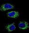 Heat Shock Protein 90 Beta Family Member 1 antibody, abx032337, Abbexa, Immunocytochemistry image 