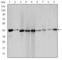 Actin Alpha 2, Smooth Muscle antibody, abx010348, Abbexa, Western Blot image 